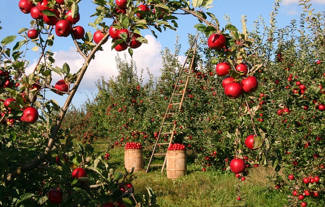 Best Apple and Pumpkin Picking Farms Near NYC