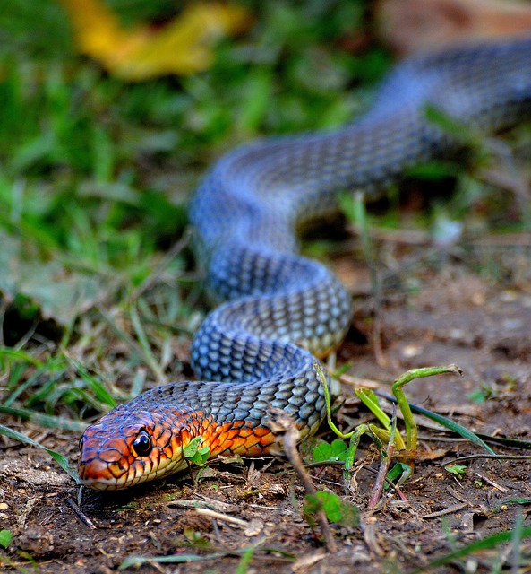 Most Common Snakes In Uganda